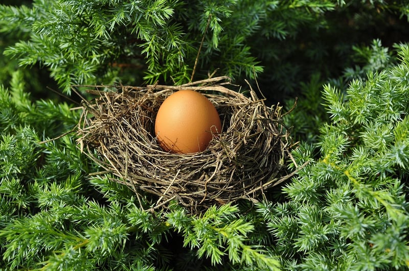 Phoenix Nest